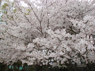 2007sakura_03.jpg (56224 oCg)