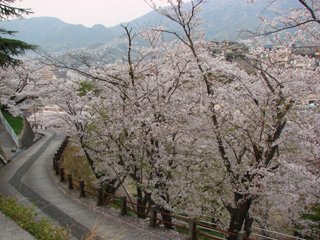 2007sakura_06.jpg (50222 oCg)