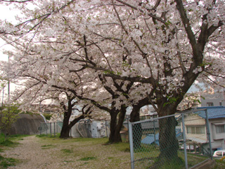 2007sakura_09.jpg (56076 oCg)